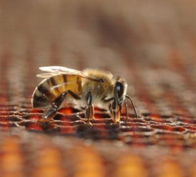 Téli álom… avagy alusznak-e a méhek télen?